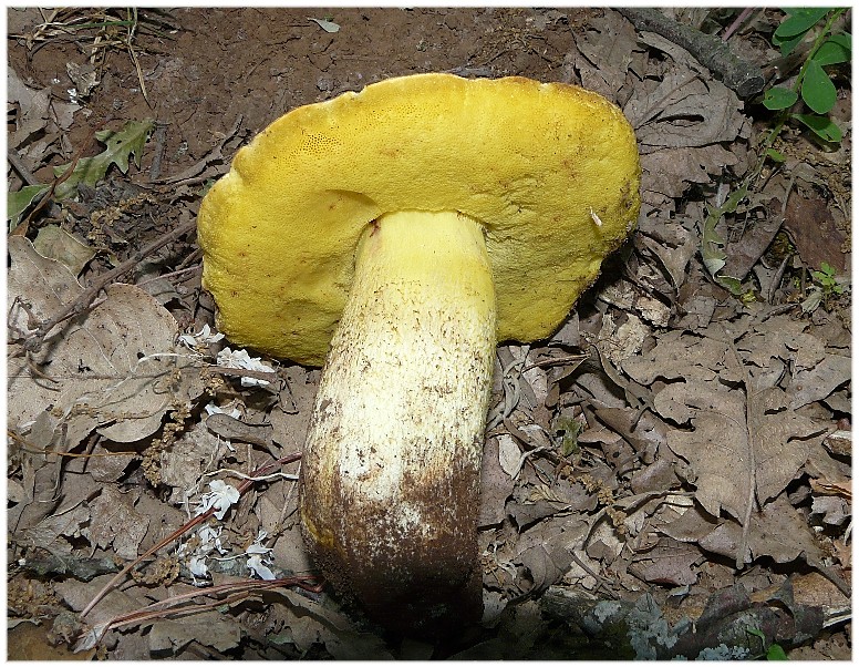 Stesso Boletus...?